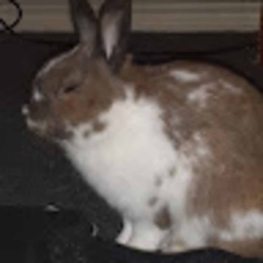 Meet your Posher, Dejeanea
